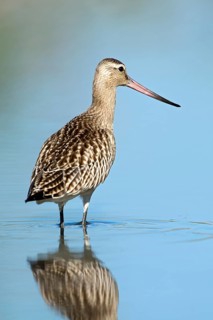 Bar-tailed godwit