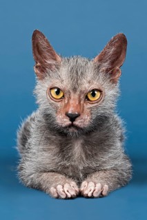 Werewolf Cat or Lykoi Cat