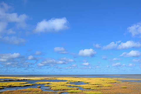 Glasswort