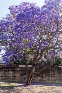 Flowering Blue Jacaranda