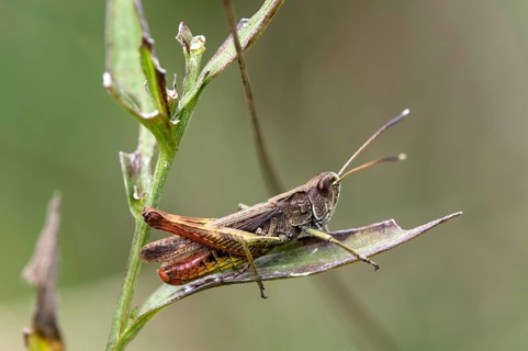 Woodland Grasshopper