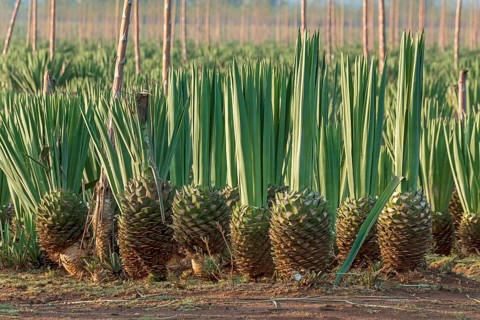Sisal agave