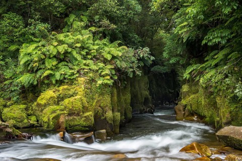 River running through Te Whaiti Nui Toi Canyon