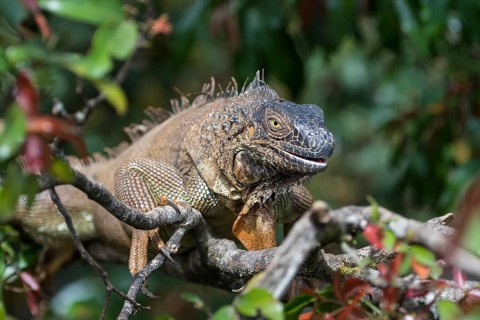 Green Iguana