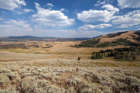 View from Grand Loop Road between Tower Roosevelt and Canyon Village on wide landscape