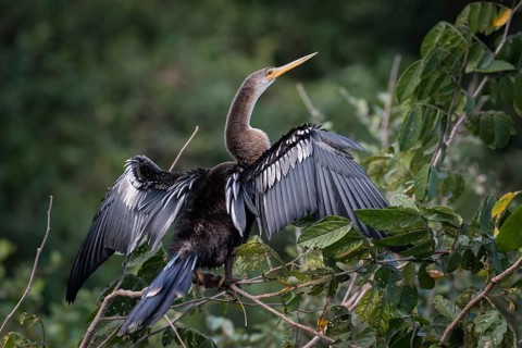 Anhinga or Water Turkey