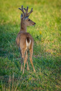 Pampas deer