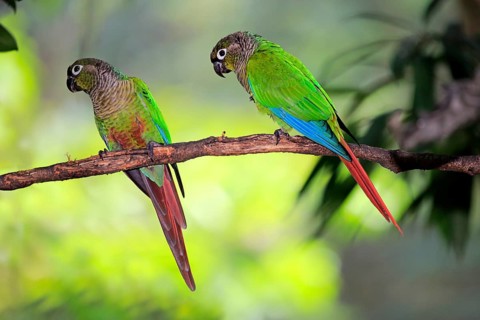 Green-cheeked parakeets