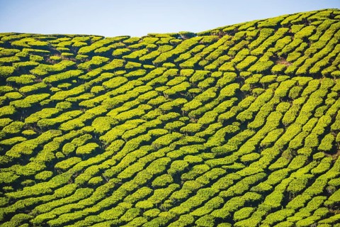 Hill with tea plantations