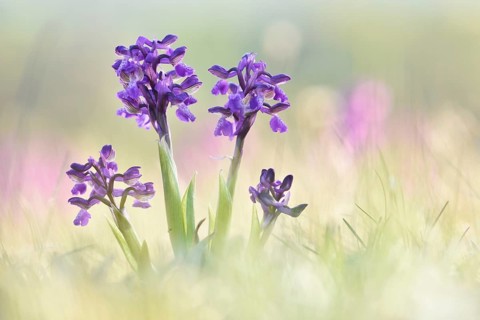 Green-winged orchid