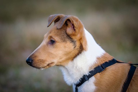 Shorthair Collie