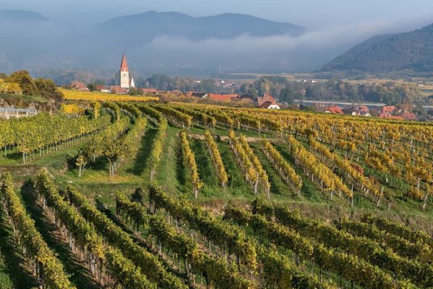 Autumnal vineyards in Weissenkirchen in the Wachau
