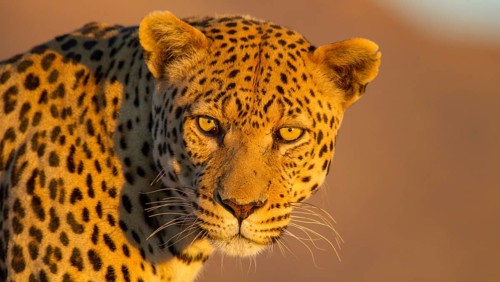 Leopard