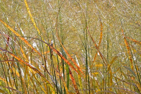 Switchgrass