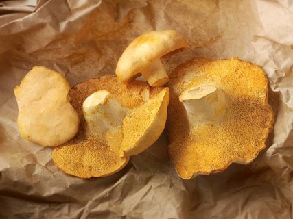 Organic Pied de Mouton Mushrooms