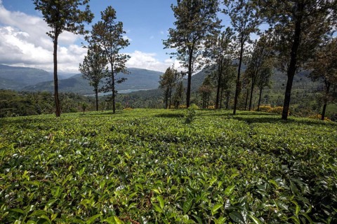 Tea plants