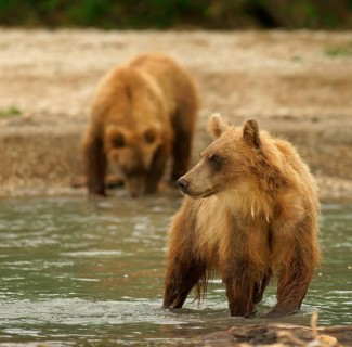 Brown bears