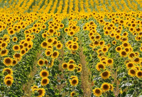 Sunflowers