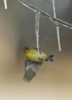 Lesser Goldfinch
