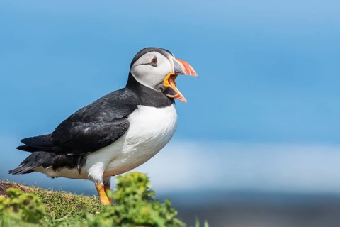Puffin
