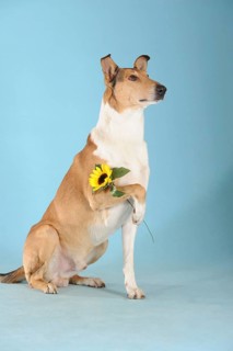 Smooth collie