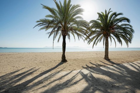 Beach with palm trees