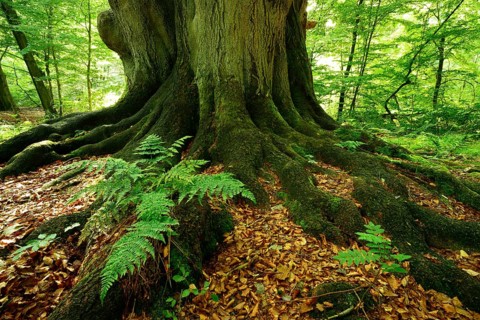 Roots with moss and ferns