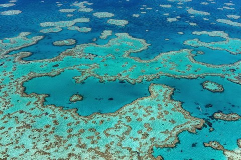 Coral Reef