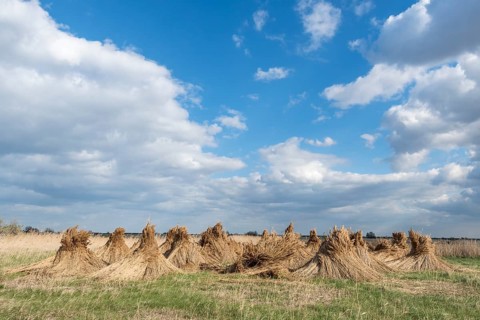 Reed cones