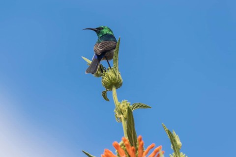 Southern Double-collared Sunbird