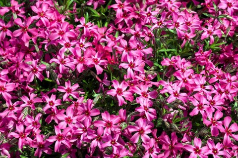 Creeping Phlox