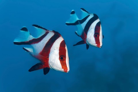 Two emperor red snappers