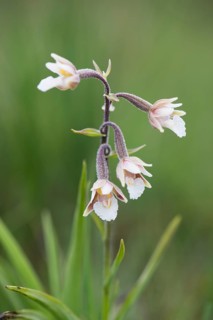 Marsh Helleborine