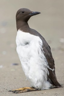 Common guillemot