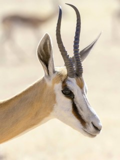 Impala