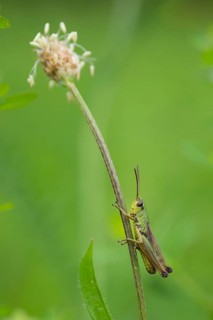 Meadow grasshopper