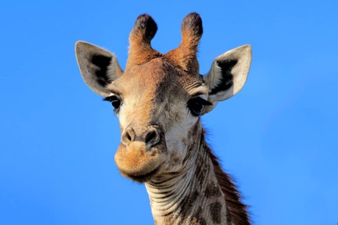 Cape Giraffe