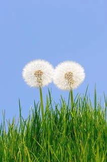 Blowball