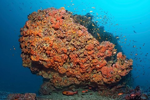 Coral reef