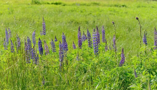 Narrow-leafed lupins