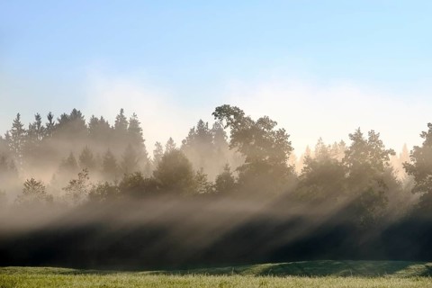 Sunbeams shine through trees in the morning mist