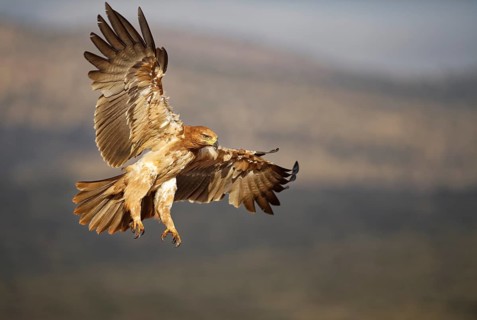 Tawny eagle