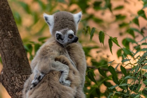 Ring-tailed lemur