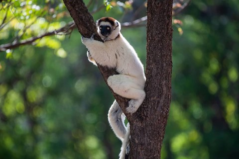 Verreaux's sifaka