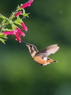 Purple-throated woodstar