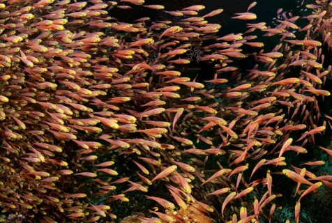School of Glassfish