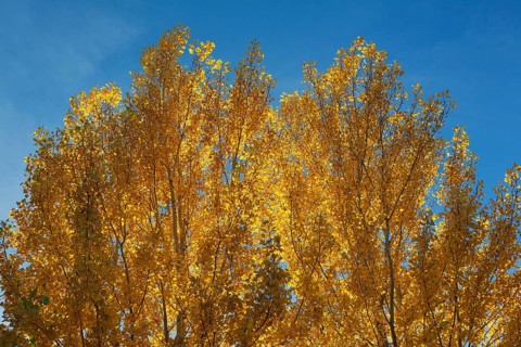 Yellow aspens