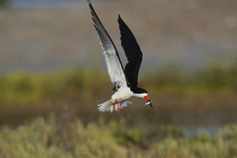 Black Skimmer