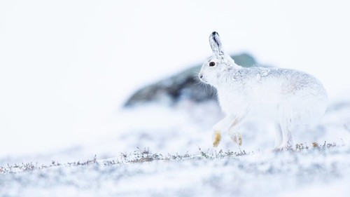 Mountain hare