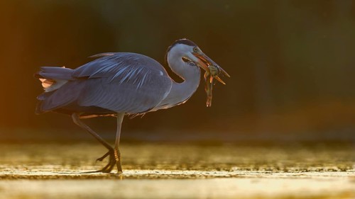 Grey Heron